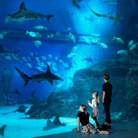 Dänemarks Nationales Aquarium, Den Blå Planet