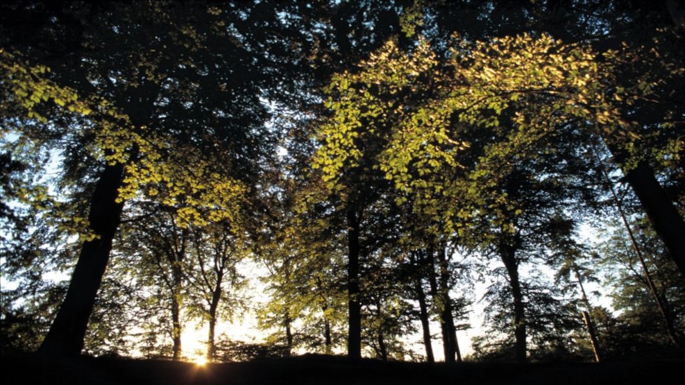 Grønnesse Forest