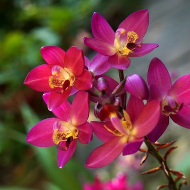 Orchidegartneriet