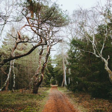 Troldeskoven - Denmark's oldest pine forest
