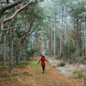 Troldeskoven – Dänemarks ältester Kiefernwald