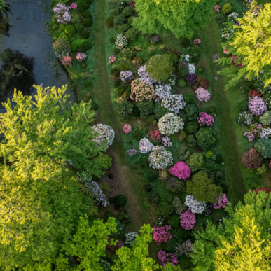 Rhododendron Park in Nivaagaard - Eine Explosion von Farben in Rot und Violett