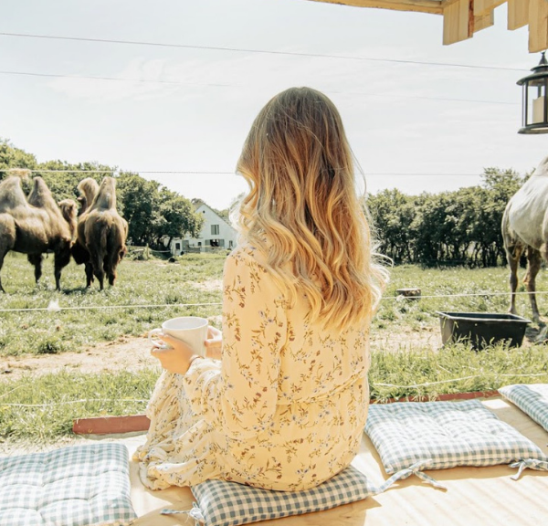 Sleep together with camels in Dronningmølle 