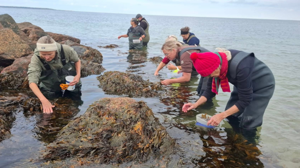 Explore the Ocean’s Treasures on a Seaweed Expedition