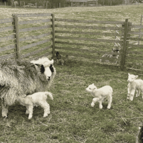 My Little Farm | Oplevelser med dyr og natur for hele familien