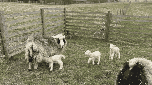 My Little Farm | Oplevelser med dyr og natur for hele familien