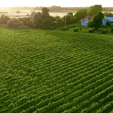 Gilleleje Wine – Kvalitetsvine i hjertet af Gilleleje