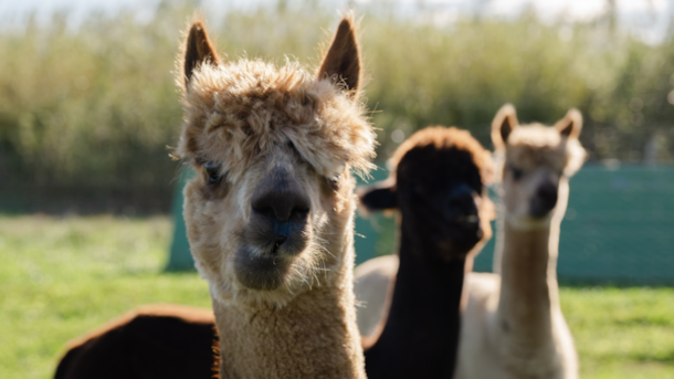 Alpakaeventyr i Gilleleje: Gå en tur med en alpaka