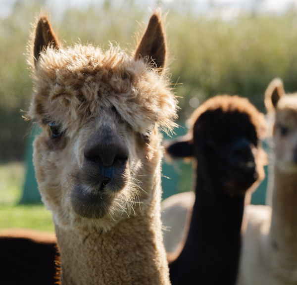 Alpakaeventyr i Gilleleje: Gå en tur med en alpaka