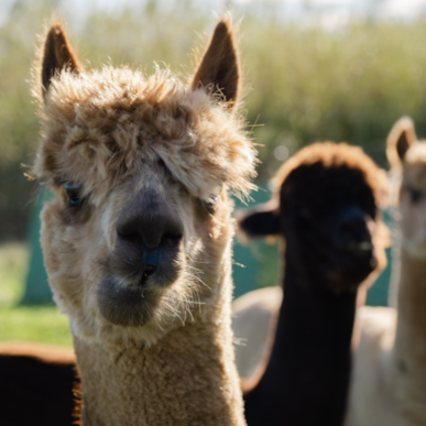 Alpakaeventyr i Gilleleje: Gå en tur med en alpaka