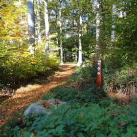 Die MTB-Route im Wald Danstrup Hegn