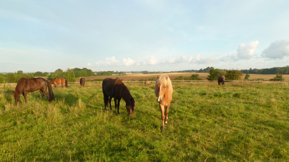 Tour riding on Icelandic horses