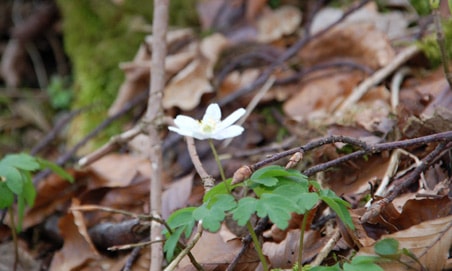 Filskov Hjertesti