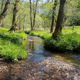 Pajhede Forest and Nymølle Brook