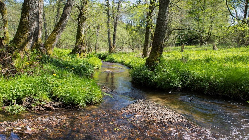 Pajhede Forest and Nymølle Brook