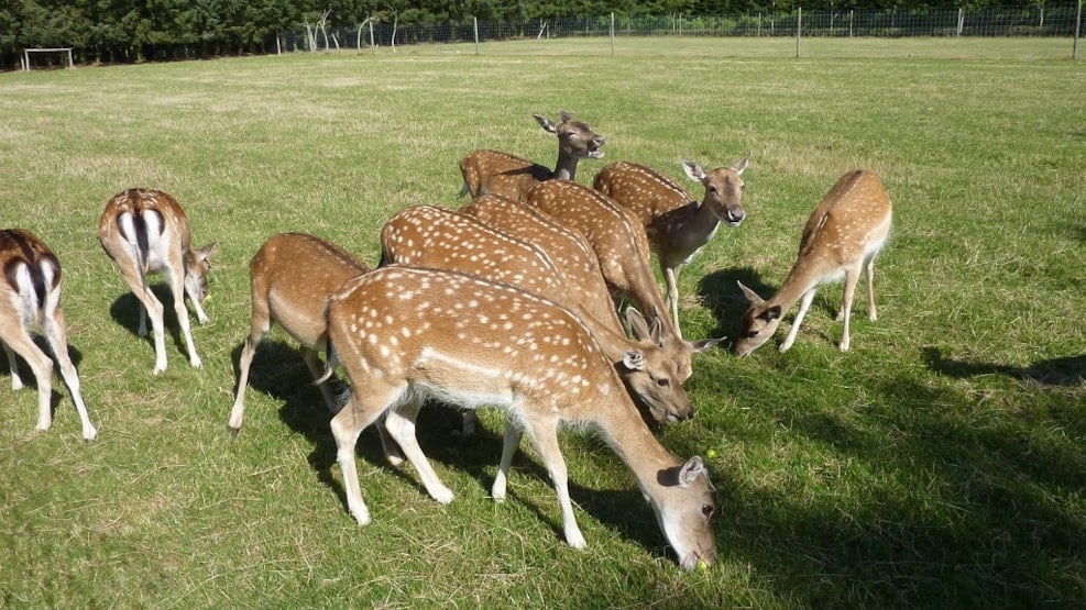 Meet the Deers