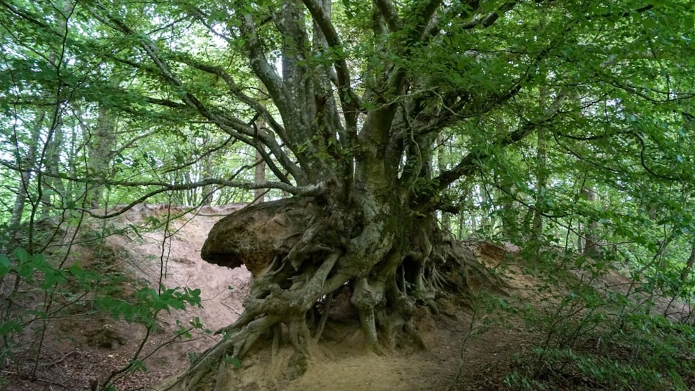 Søheden Forest Complex