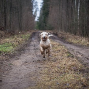 Dog Walking Forest - Pedershaab