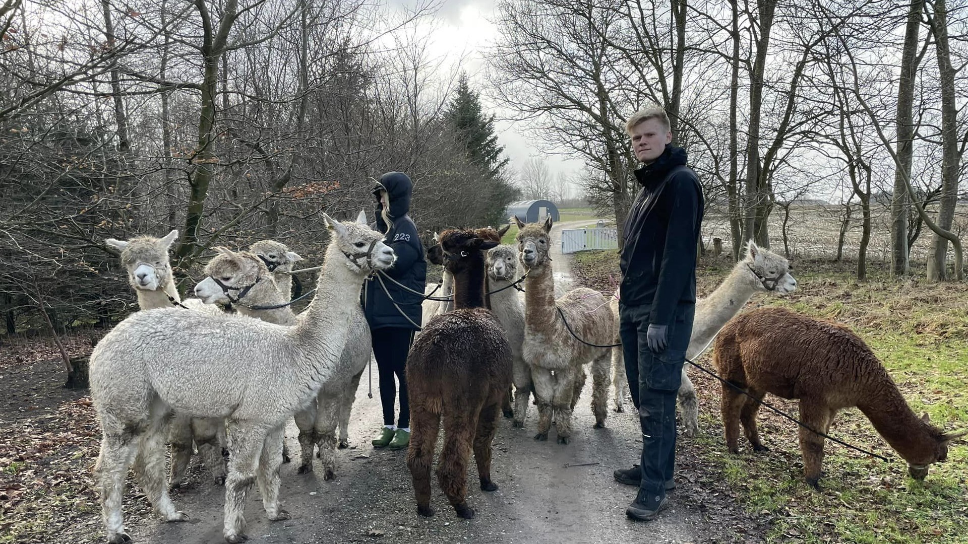 Alpacas of Fredly