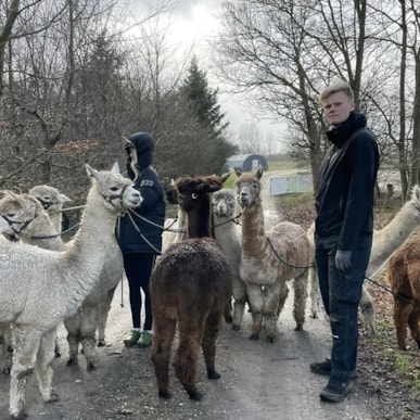 Alpacas of Fredly