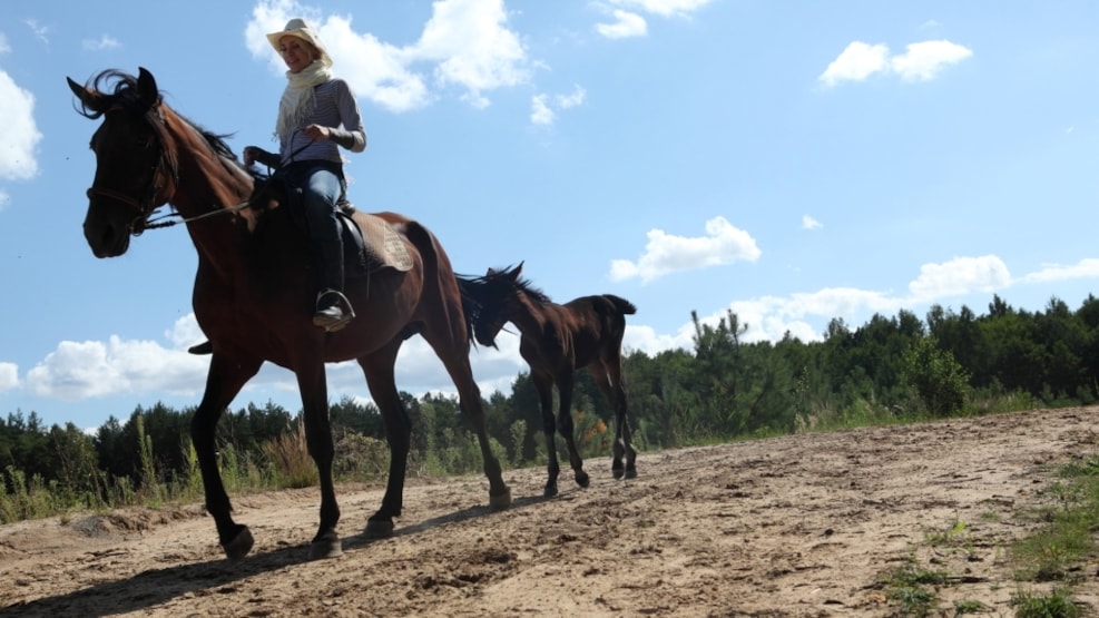 Granhøjgård Horses