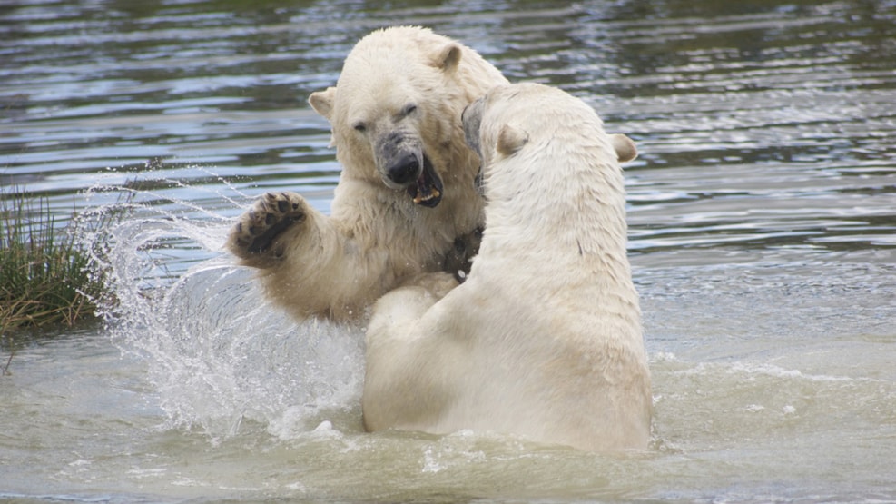 Skandinavisk Dyrepark Wildlife Park