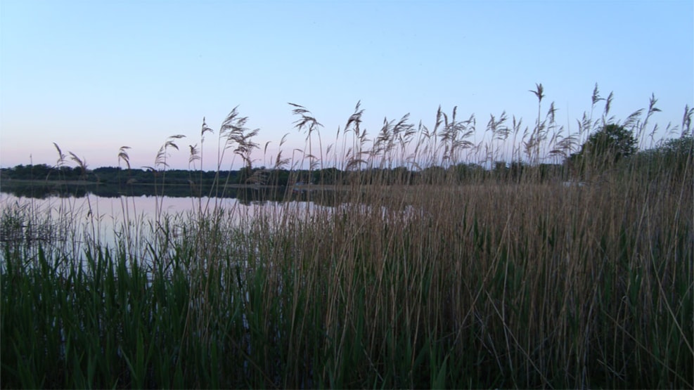 Bird watch - Dystrup og Ramten Sø