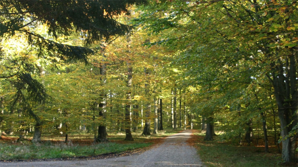 The woods on Kalø