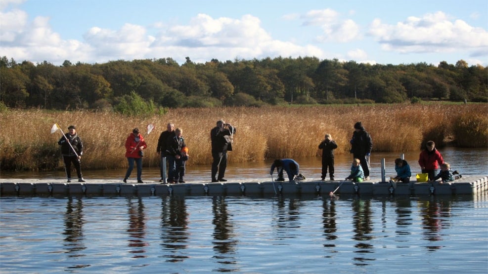 Fish at Naturpark Randers Fjord