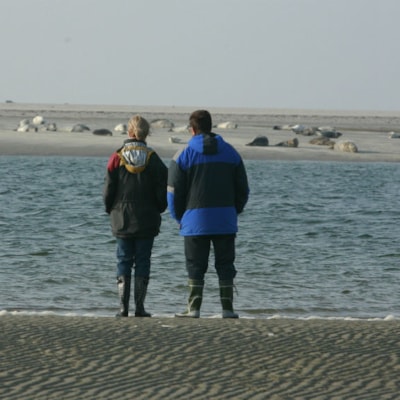 Robben auf Fanø