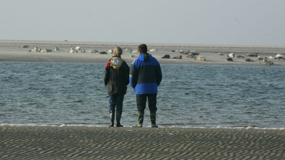 Seals on Fanø