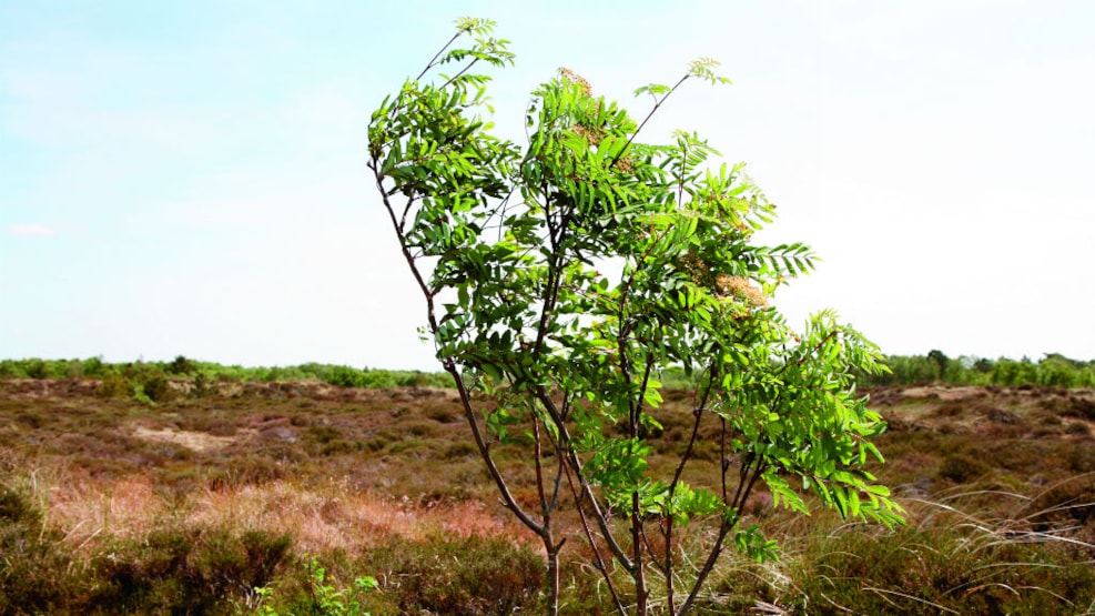 Fanø Klitplantage - nature protection area