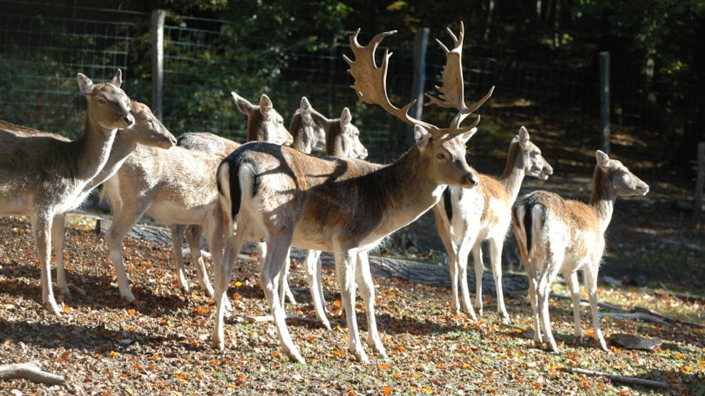 Hannerup Forest and Fuglsang Forest