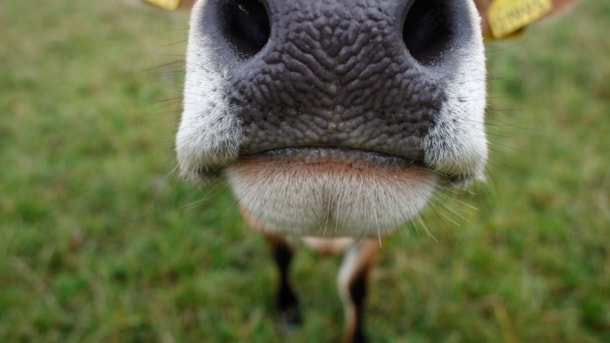 Das Großkollektiv Svanholm