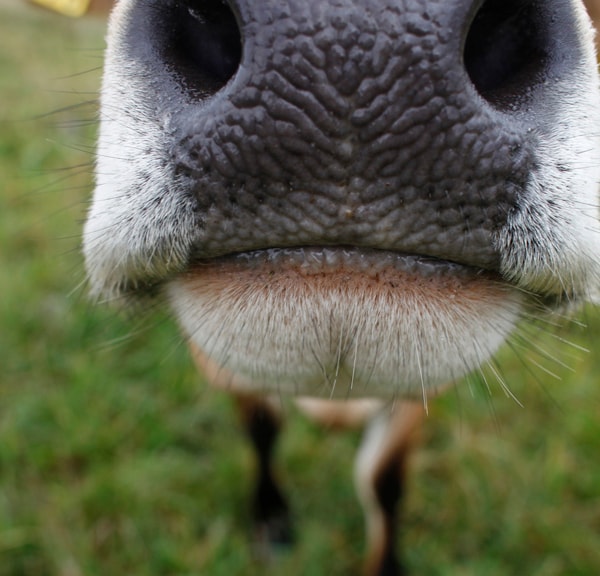 Svanholm Gods i Hornsherred – Økologisk fællesskab og historisk herregård