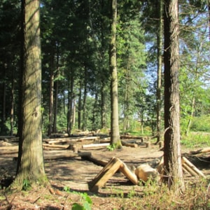 Pipstorn Wald - Spielplatz