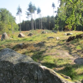 Pipstorn Forest