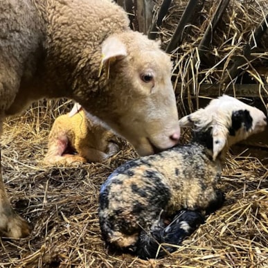Påskelam hos Avernakø Gårdbutik