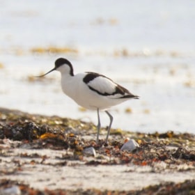 Fugletur i Bøjden Nor