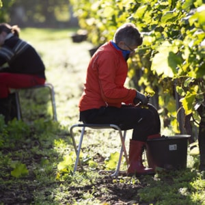 Führung und Sommer-Weinverkostung auf dem Weingut Årø Vingård