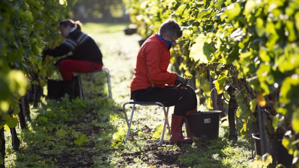 Führung und Sommer-Weinverkostung auf dem Weingut Årø Vingård