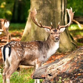 The Deer Park at Haderslev