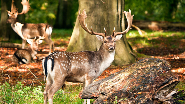 The Deer Park at Haderslev