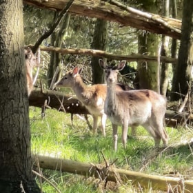 The Deer Park at Haderslev