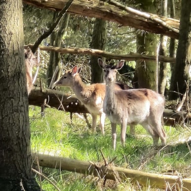 Haderslev Wildgehege