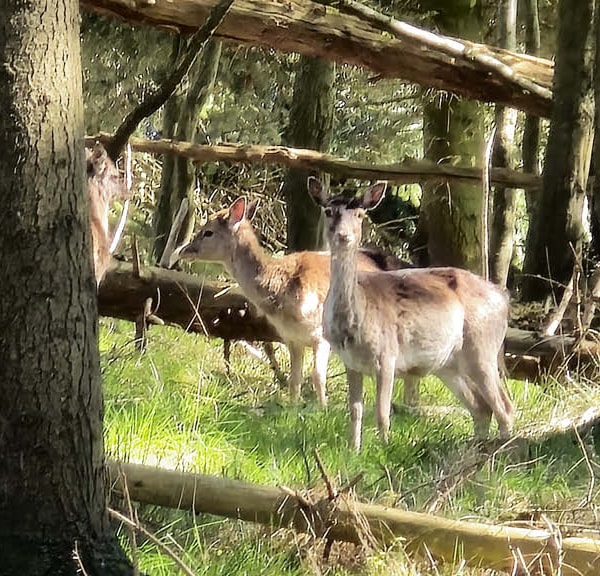 Haderslev Wildgehege