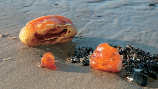 Saml rav på strandene ved Hirtshals