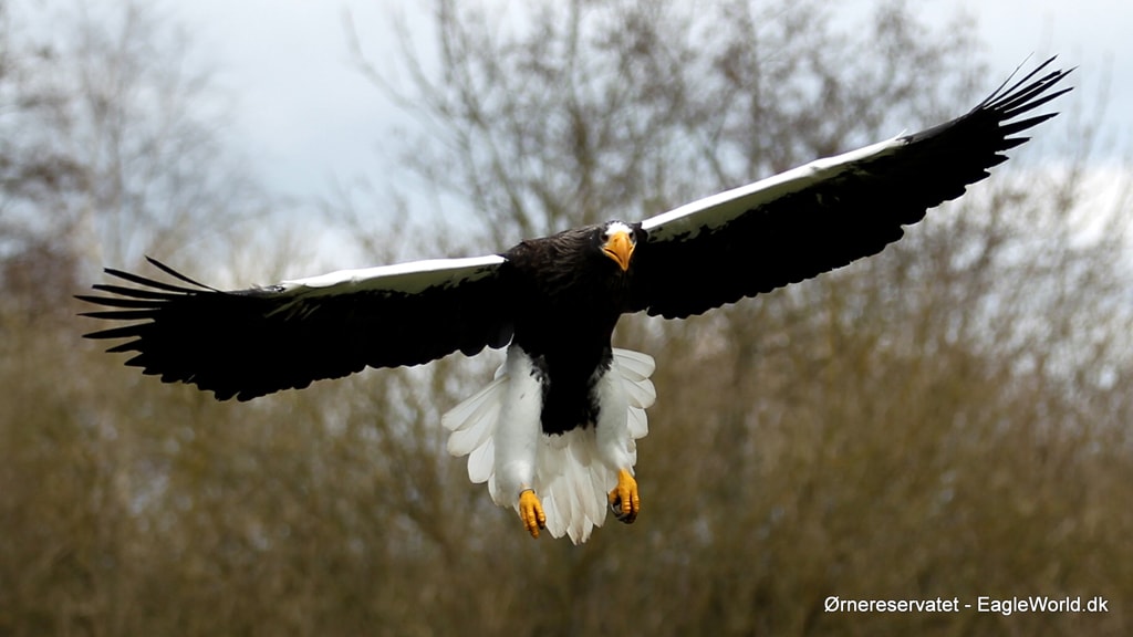 Ørnereservatet Eagleoworld