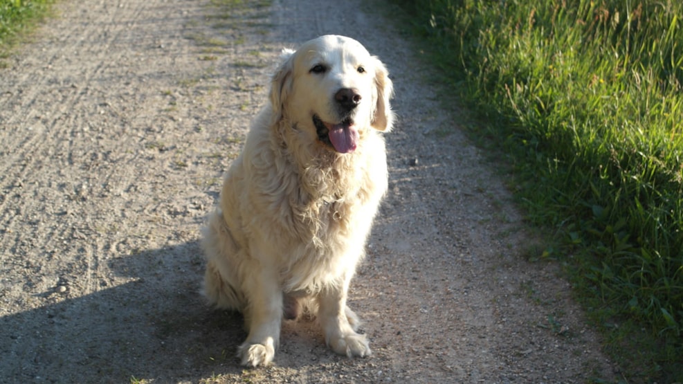 Dog-friendly-park in Tversted