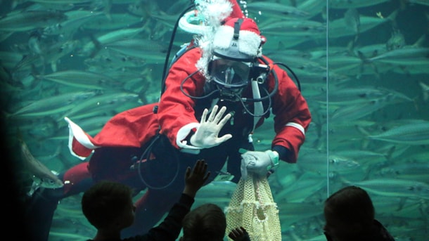 Juleaftensdag på Nordsøen Oceanarium